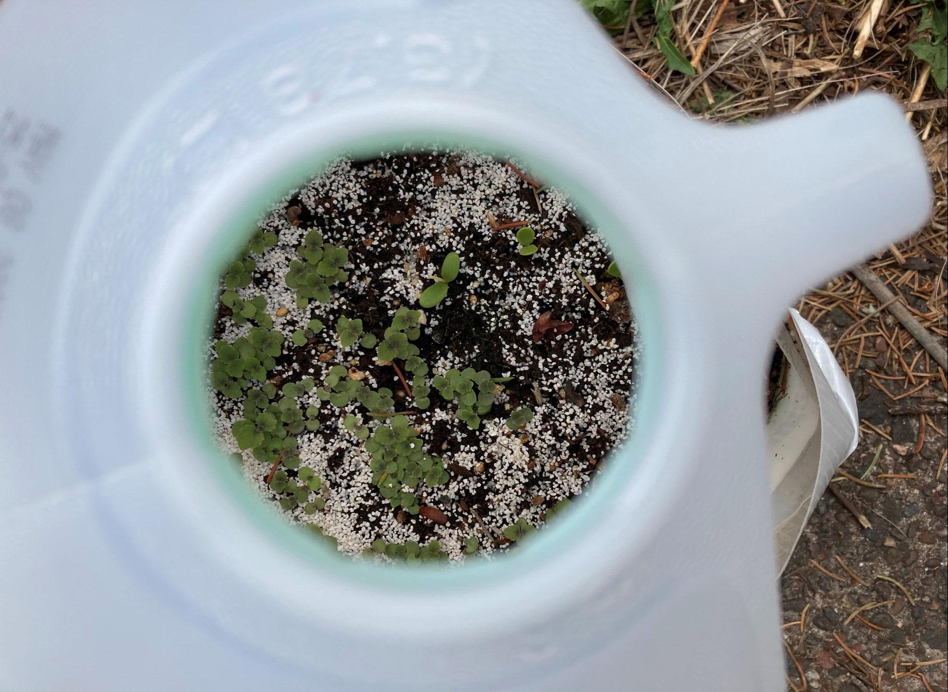 Germinated seeds in a plastic jug