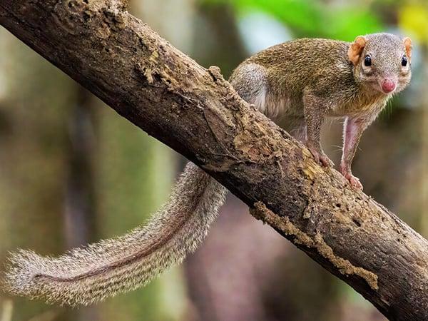 Northern treeshrew