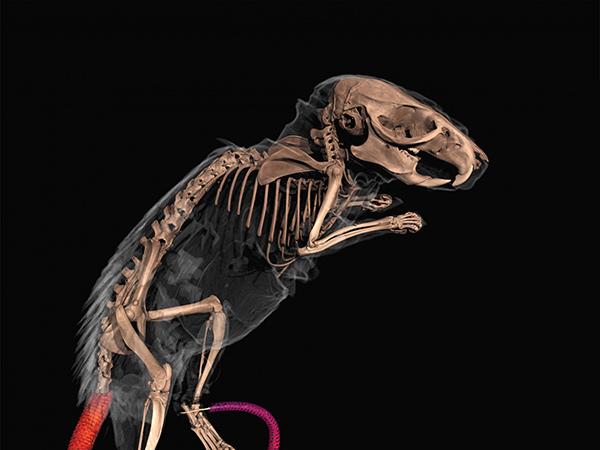 Bone plated mammal closeup