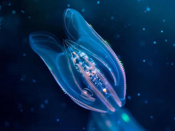 A bioluminescent comb jelly, or ctenophore. Credit: Jacques Julien/Alamy Stock Photo