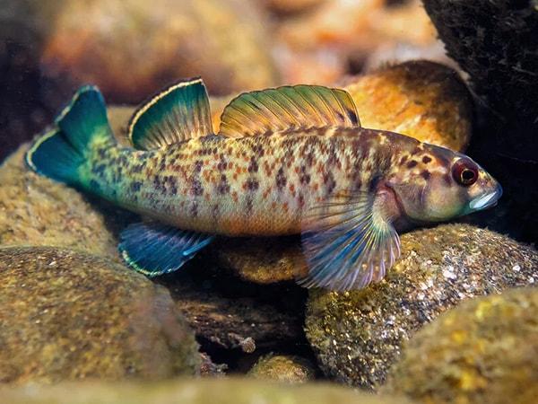 Greenfin darter; credit Yale News