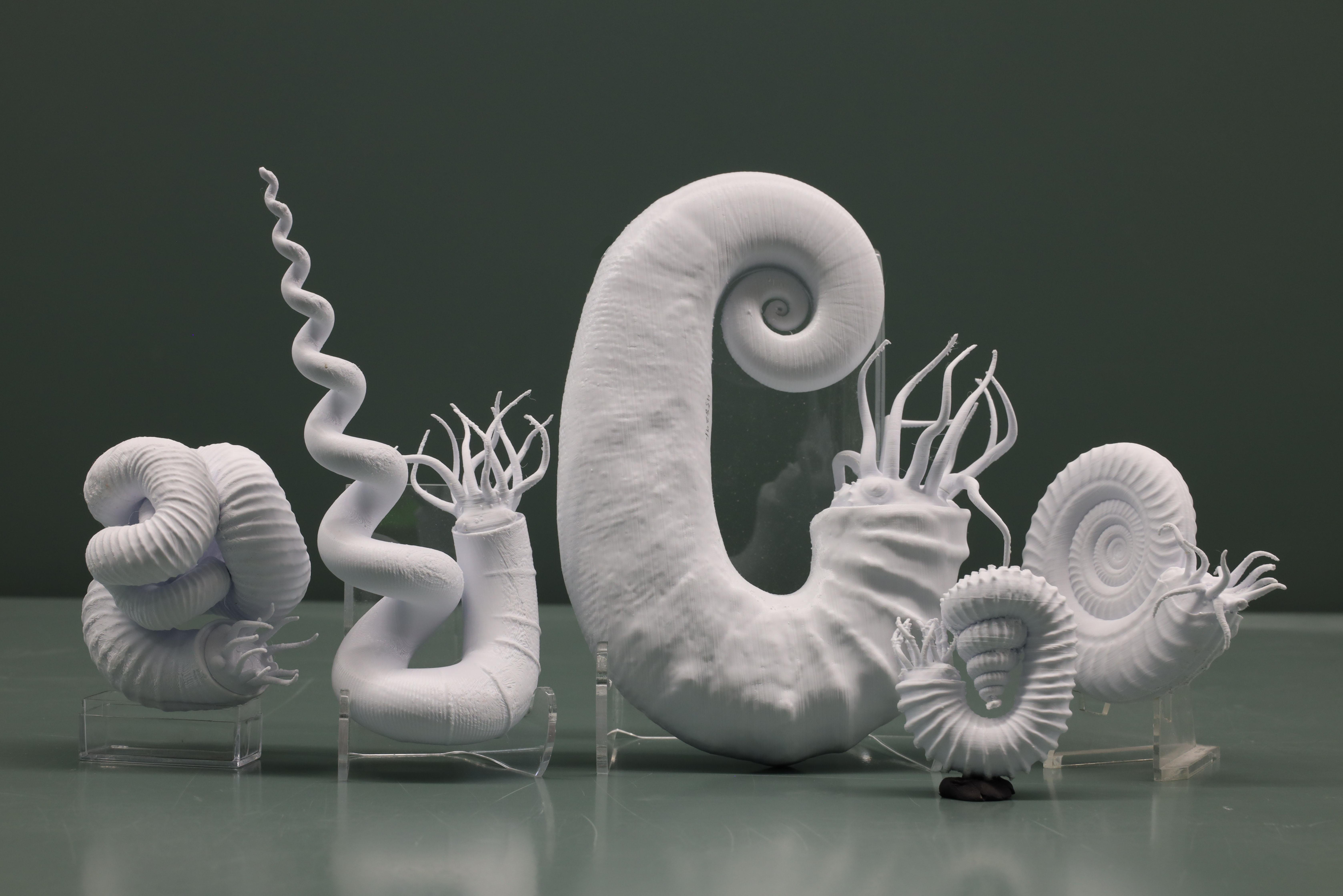 Five white plaster 3D printed ammonite models