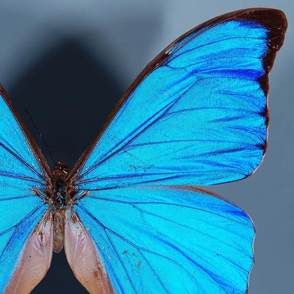 Blue Morpho