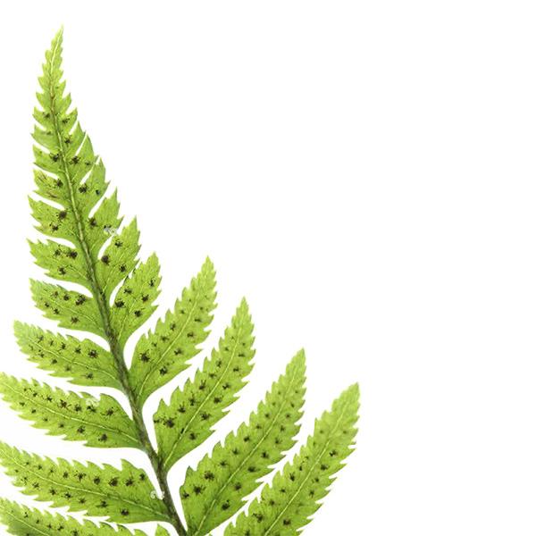 Fern Illustration; credit: Alamy