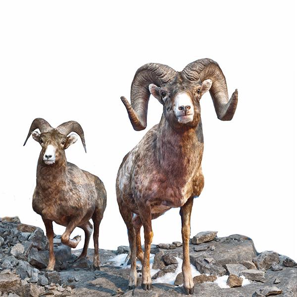 Bighorn Sheep; North American dioramas