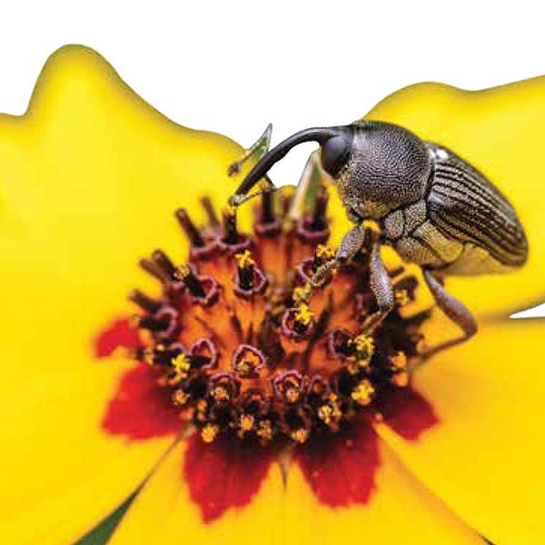 Snout flower beetle (Odontocorynus salebrosus) visiting a golden tickseed (Coreopsis tinctoria) flower Photograph by Joseph Saunders, courtesy of the photographer