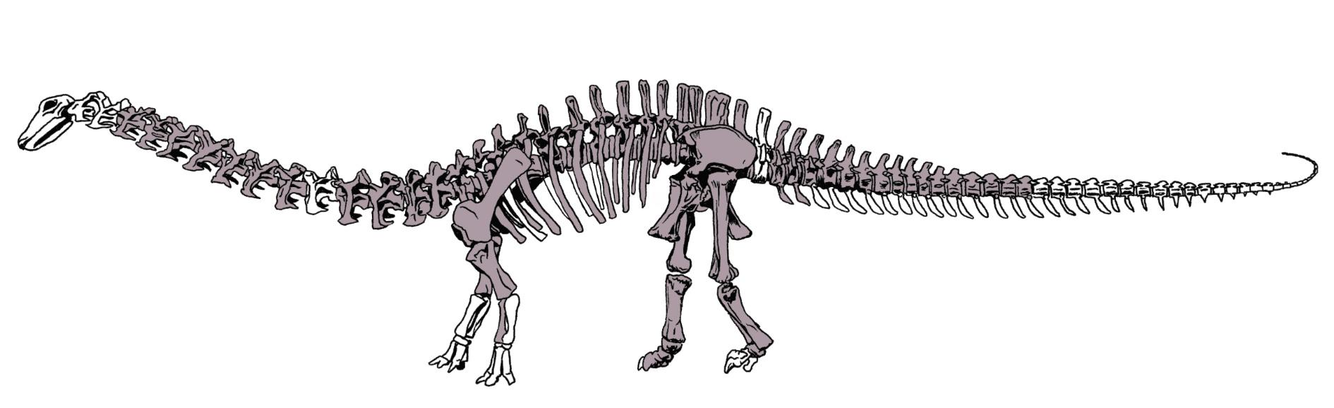 Brontosaurus graphic