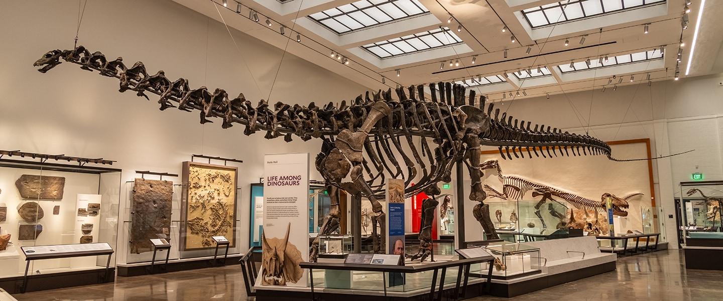 Brontosaurus, Burke Hall