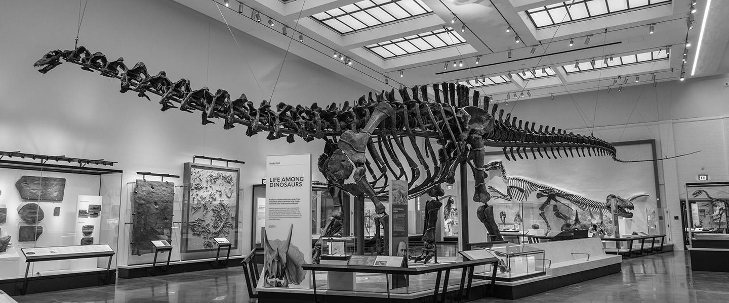 Brontosaurus