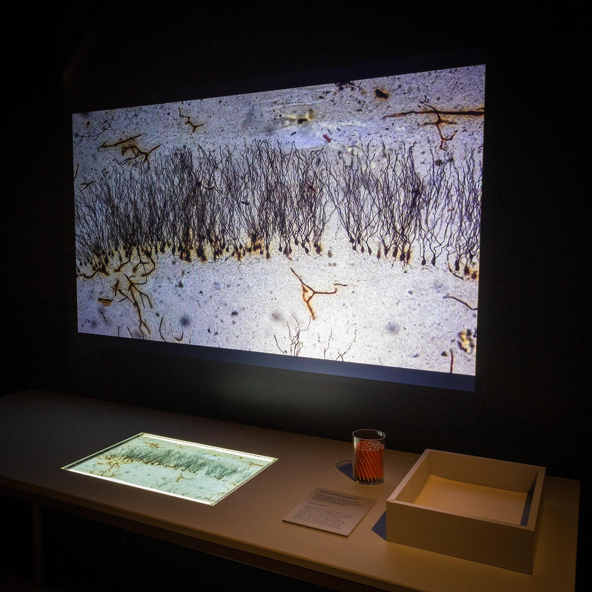 Art by Golgi and Cajal