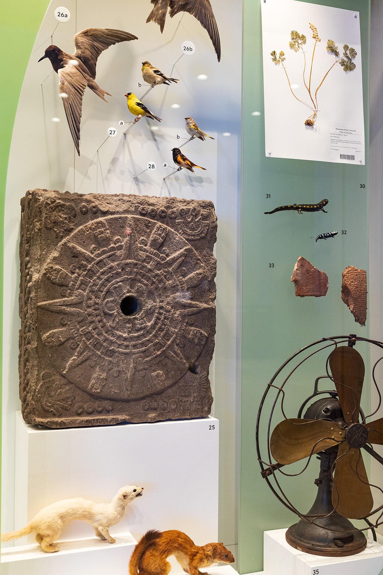 A sampling of objects in the Peabody's extended lobby case