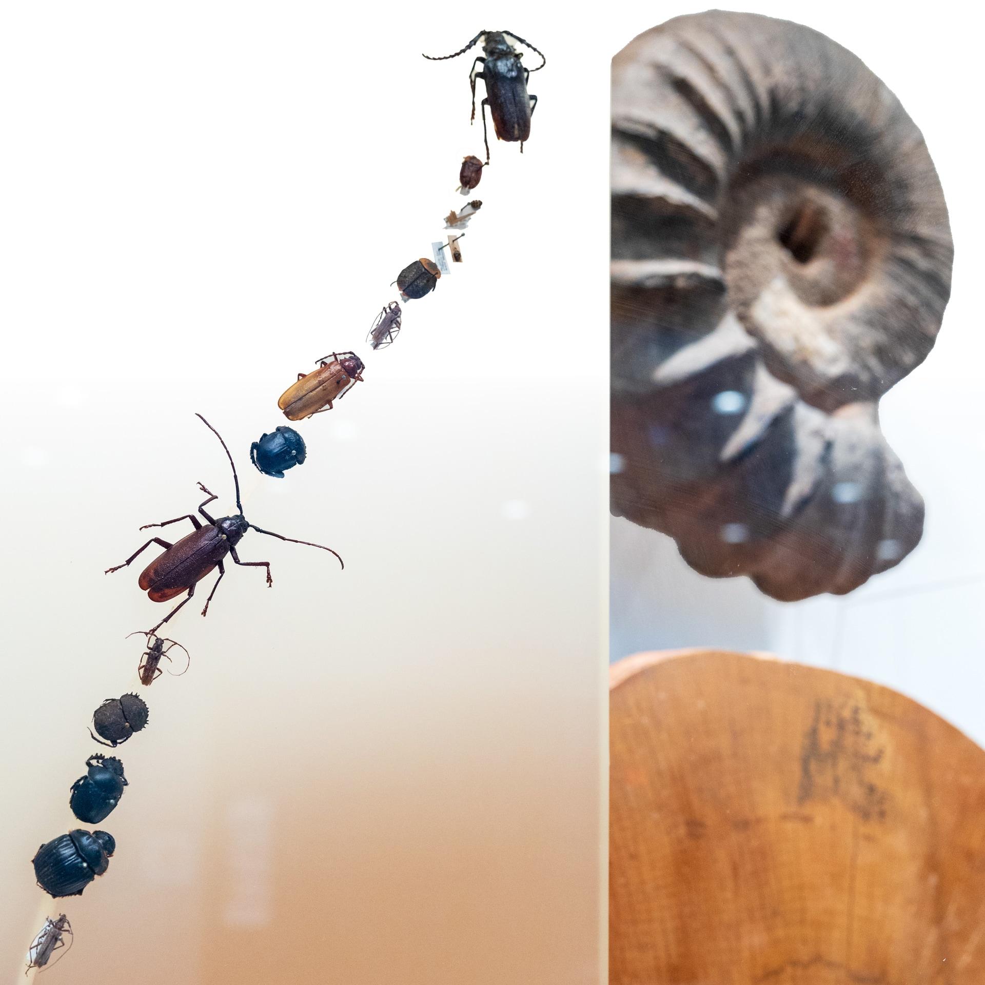 Insects, Ammonite and American sycamore cross-section, on display in the welcome case, A World in Motion