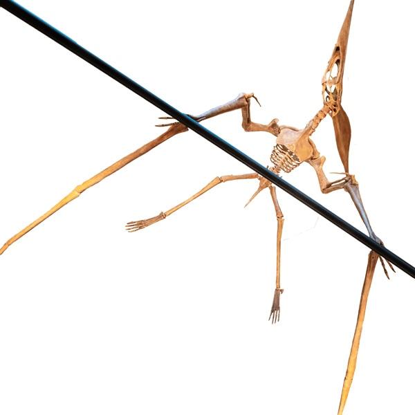 Pteranodon model, mounted atop the information desk in the Lobby.