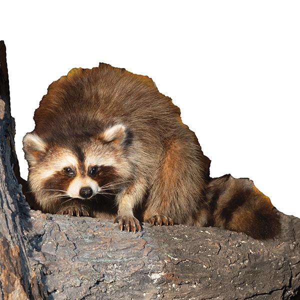 Raccoon; Connecticut Dioramas