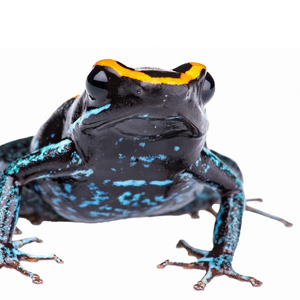 Marrella splendens; Model by 10 Tons; Photograph by Rasmus Sigvaldi