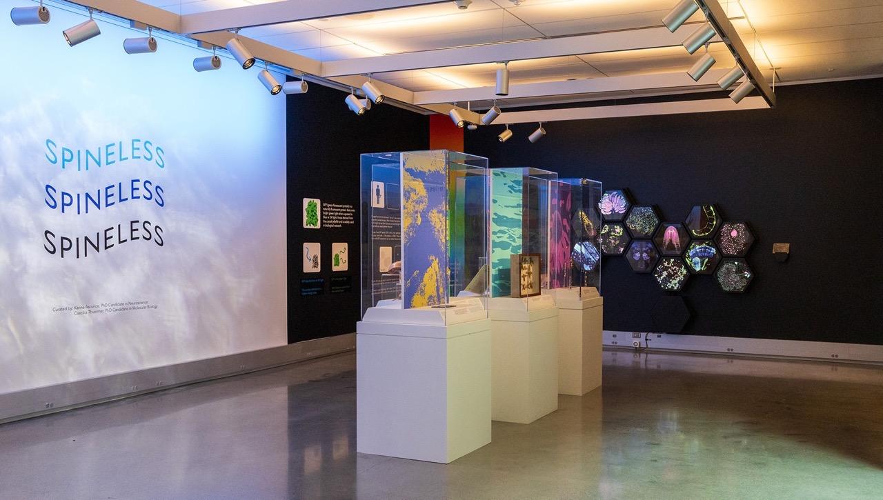 Spineless exhibition